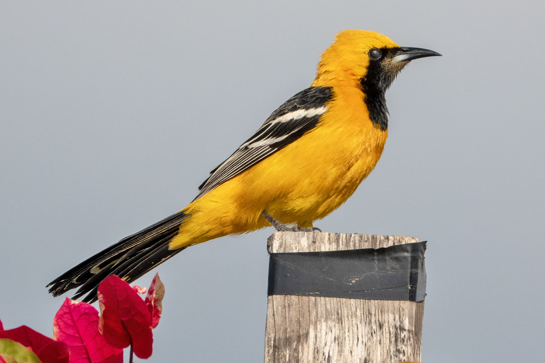 HOODED ORIOLE-1-DSC02338 copy