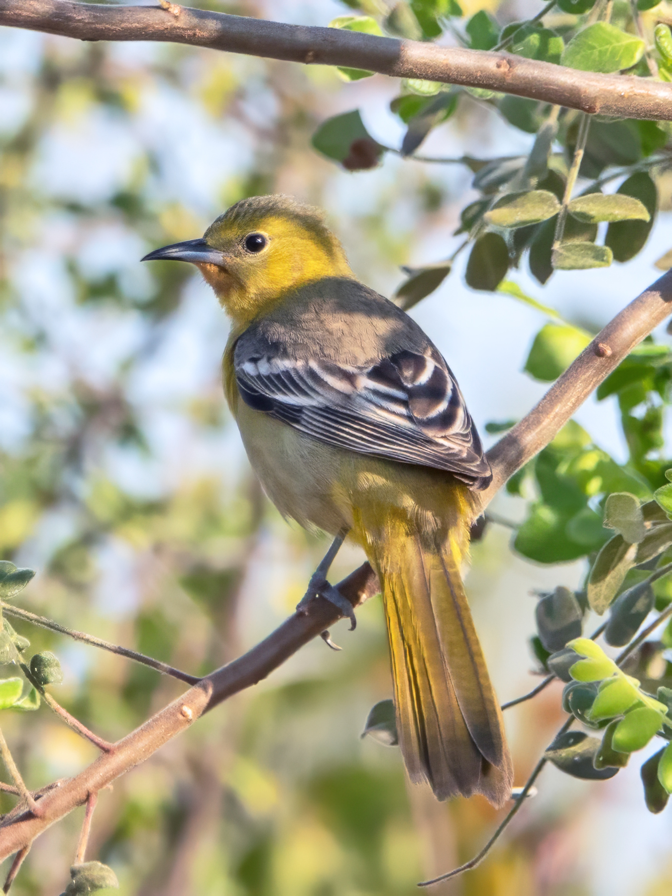 HOODED ORIOLE-4-DSC01249 copy