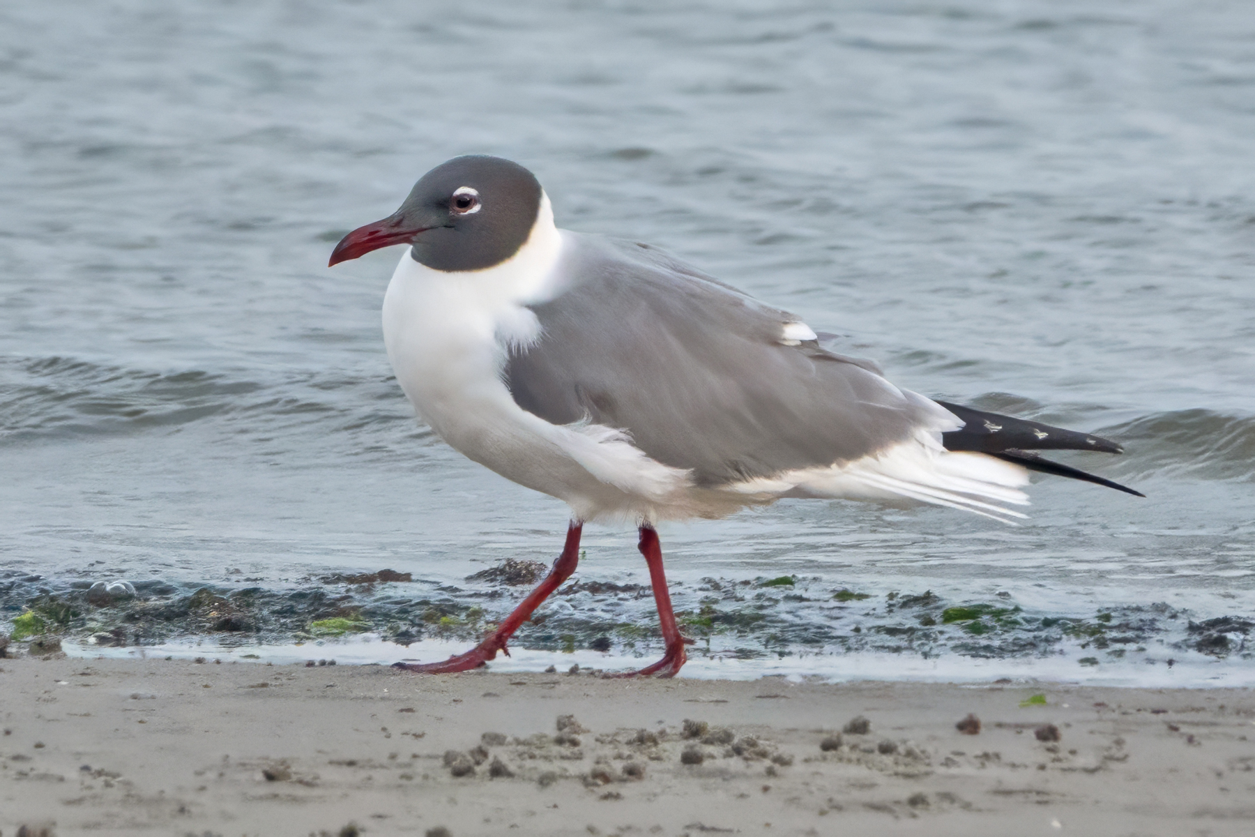 LAUGHING GULL-1-DSC04910 copy