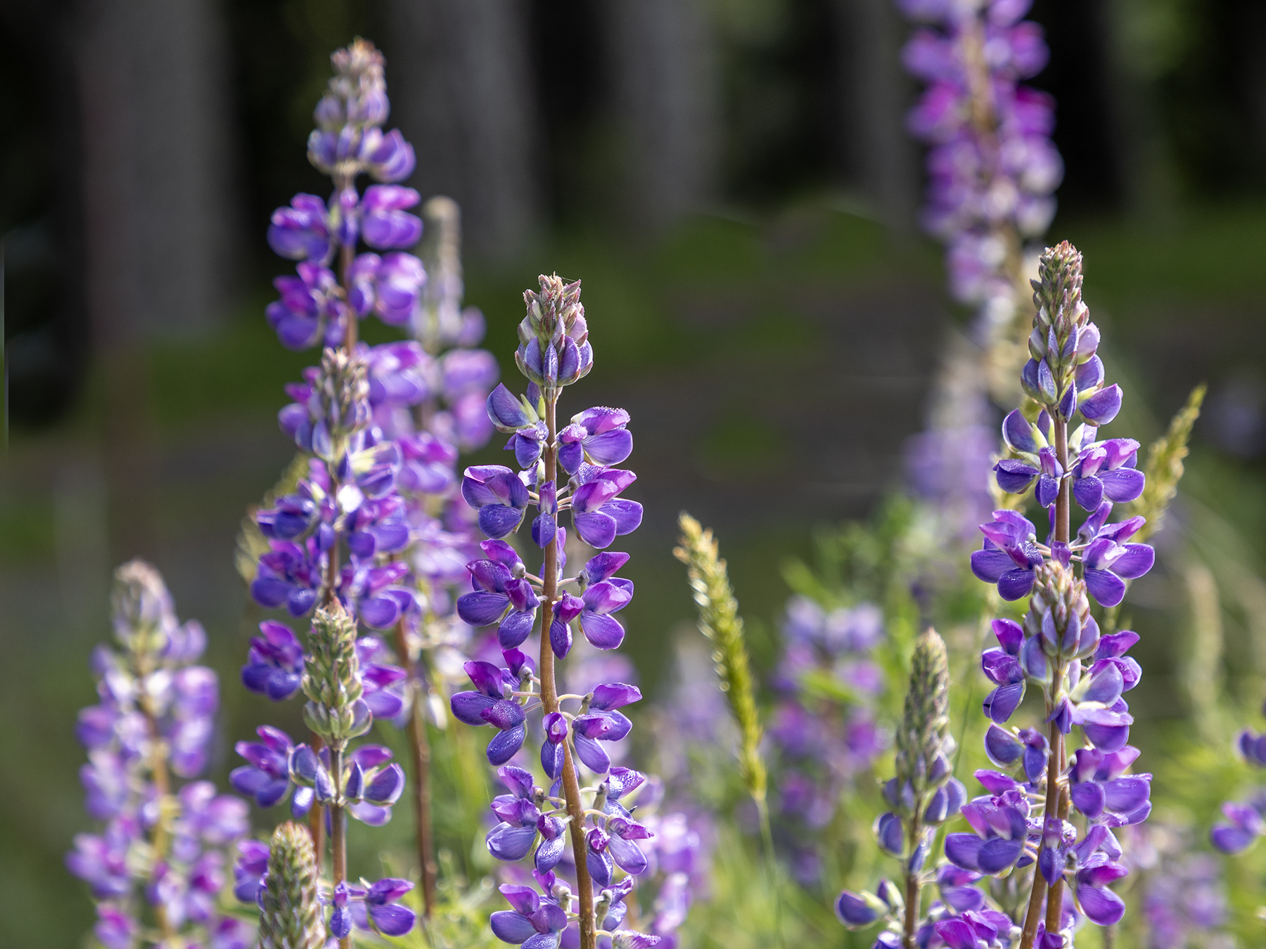 LUPINE-1-333A5268 copy