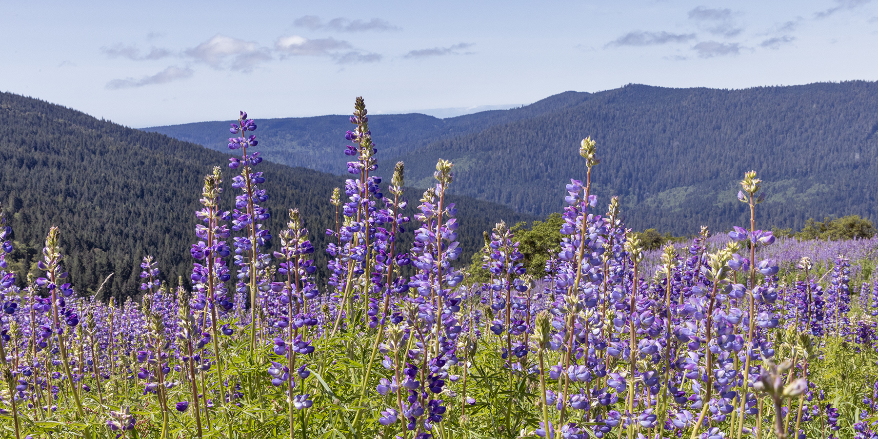 LUPINE-10-333A5538 copy