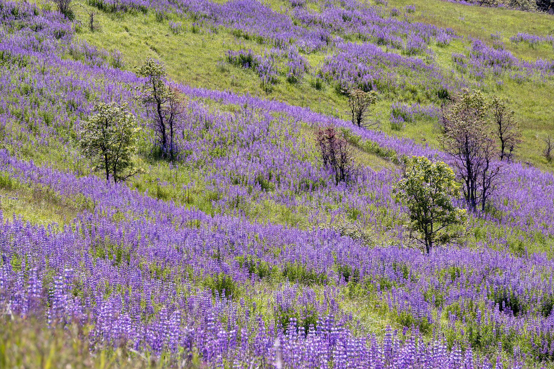 LUPINE-13-DSC02458 copy