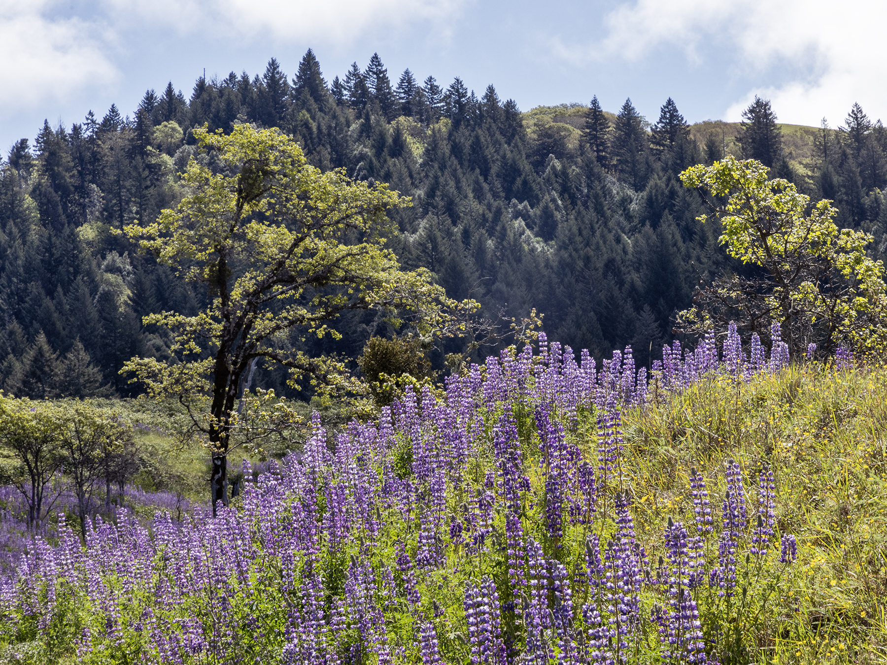 LUPINE-4-333A5324 copy