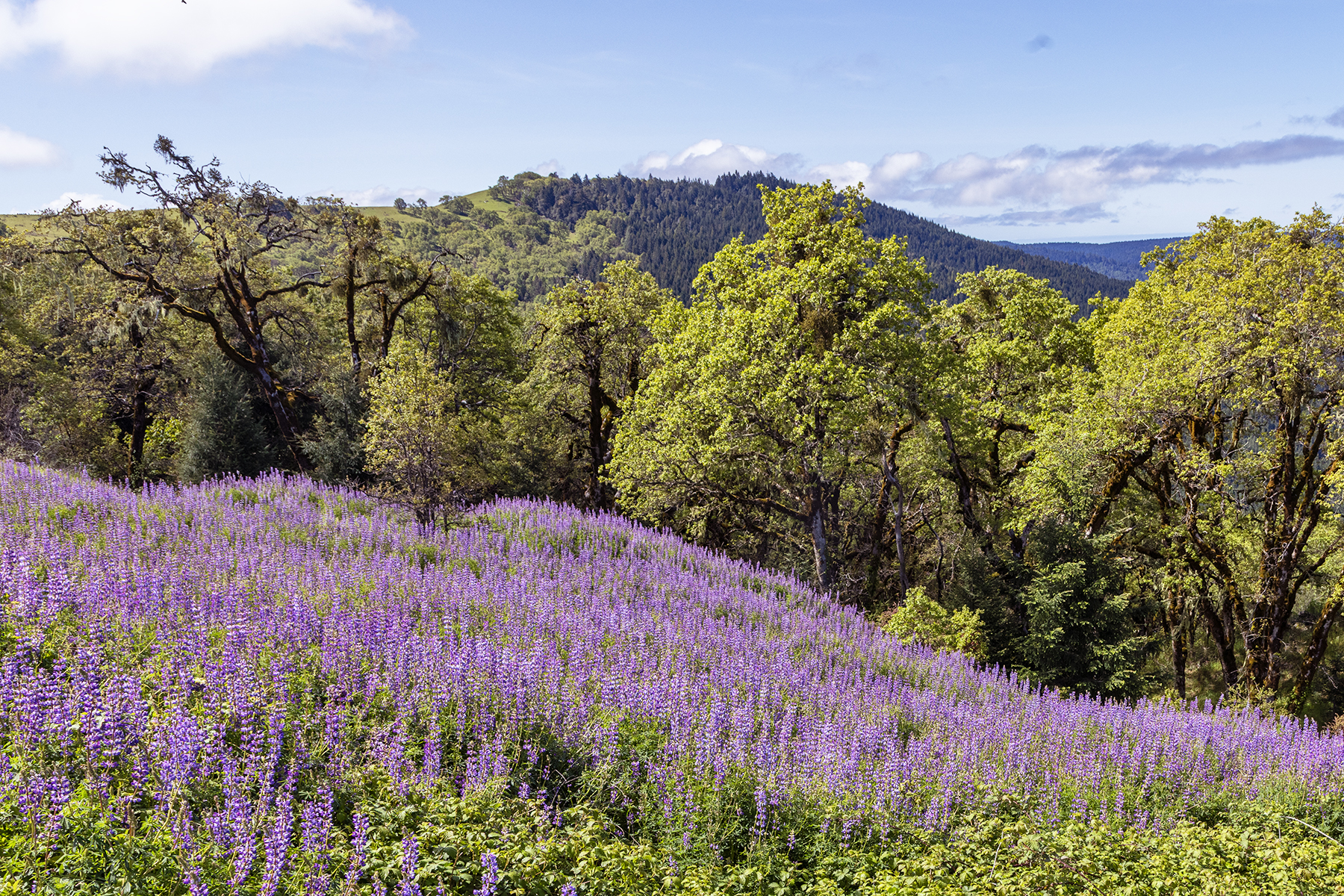 LUPINE-7-333A5355 copy