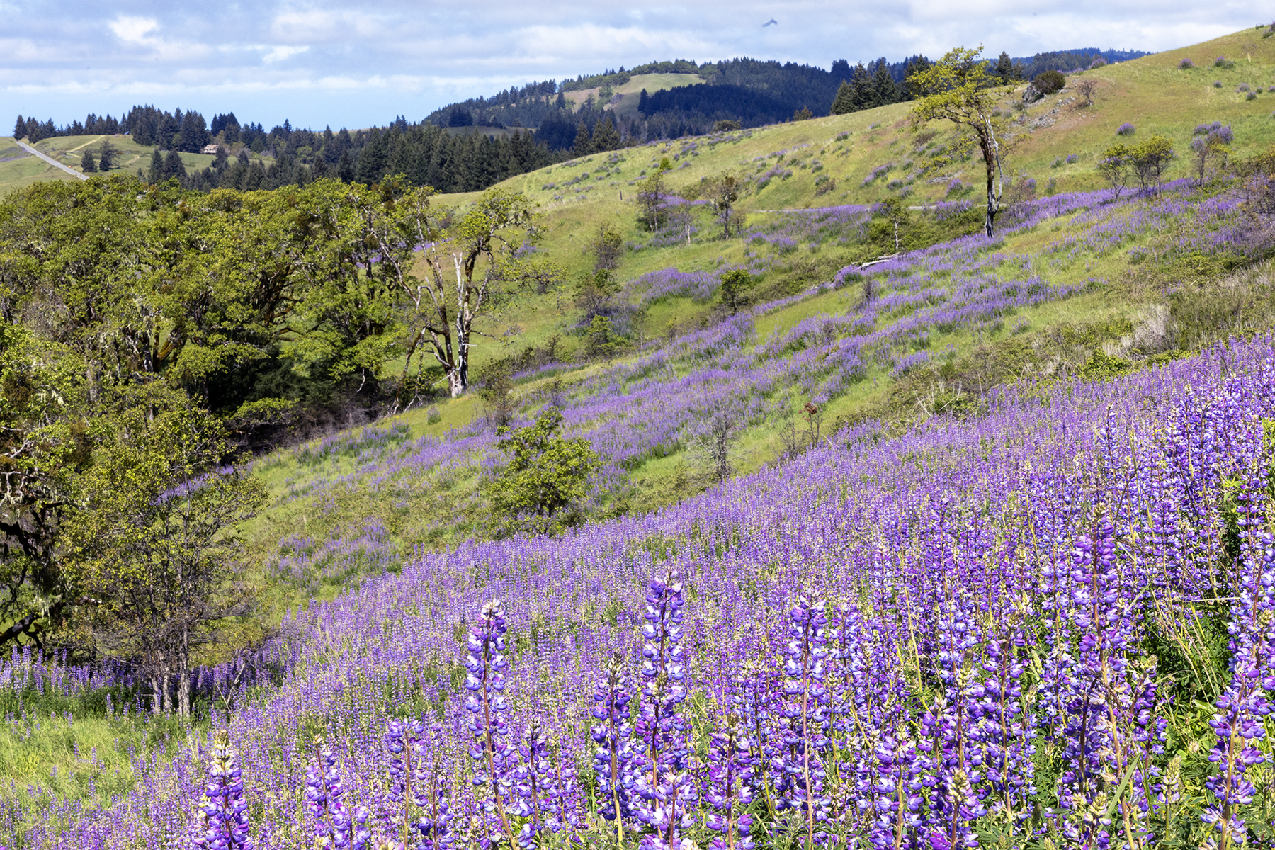 LUPINE-8-333A5376 copy