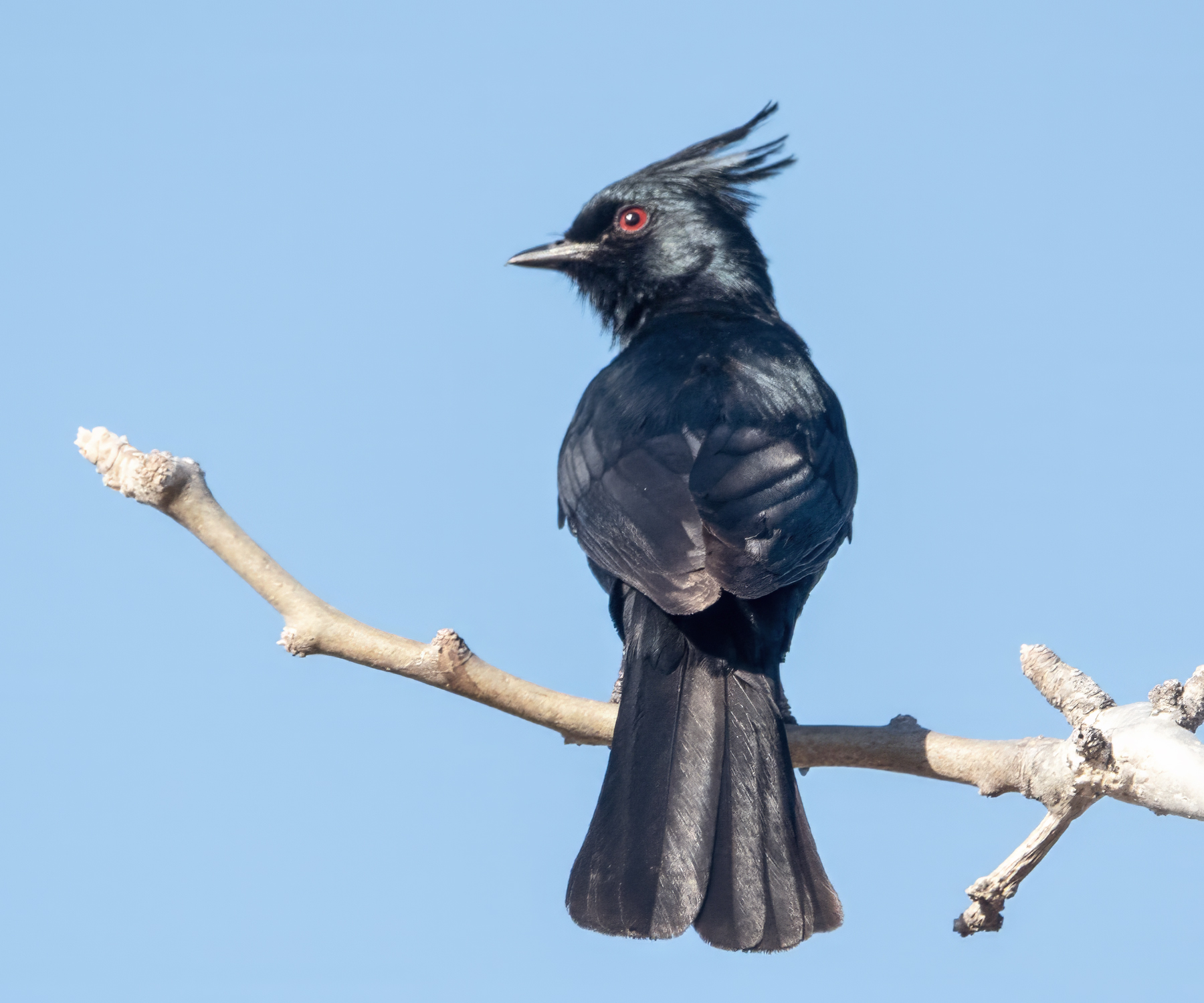 PHAINOPEPLA-2-DSC08677 copy