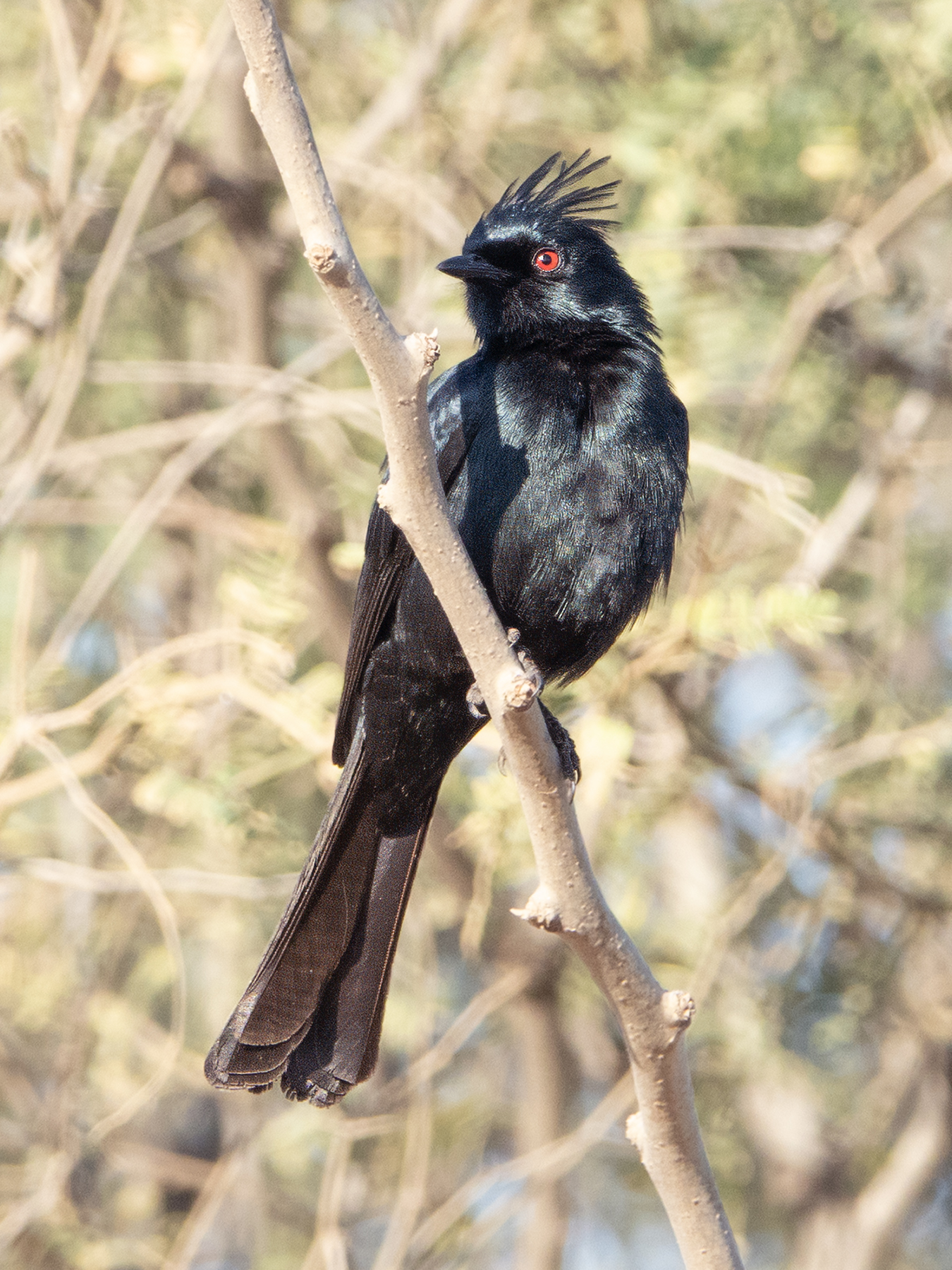 PHAINOPEPLA-4-DSC08967 copy
