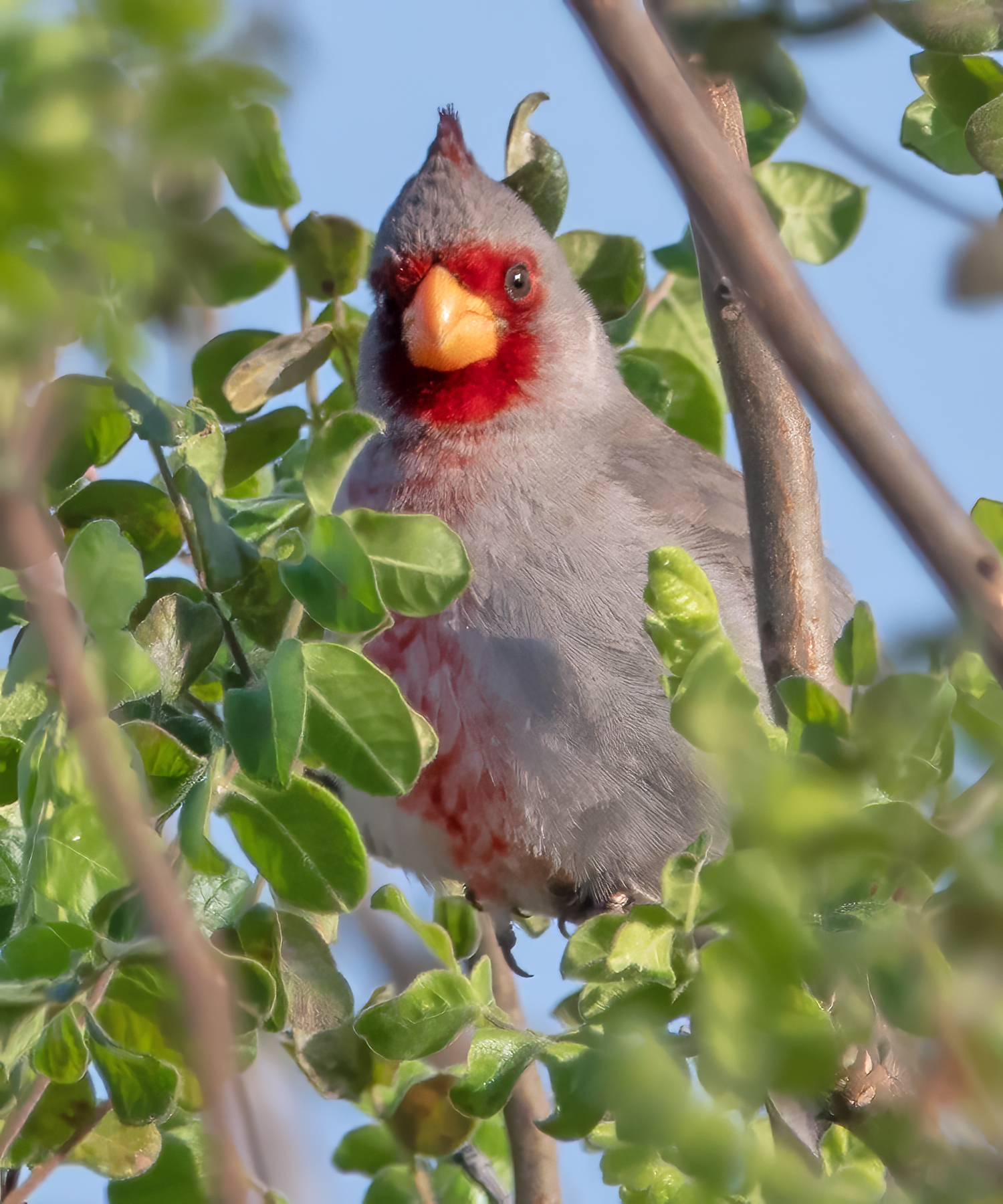PYRRHULOXIA-1-DSC01942 copy