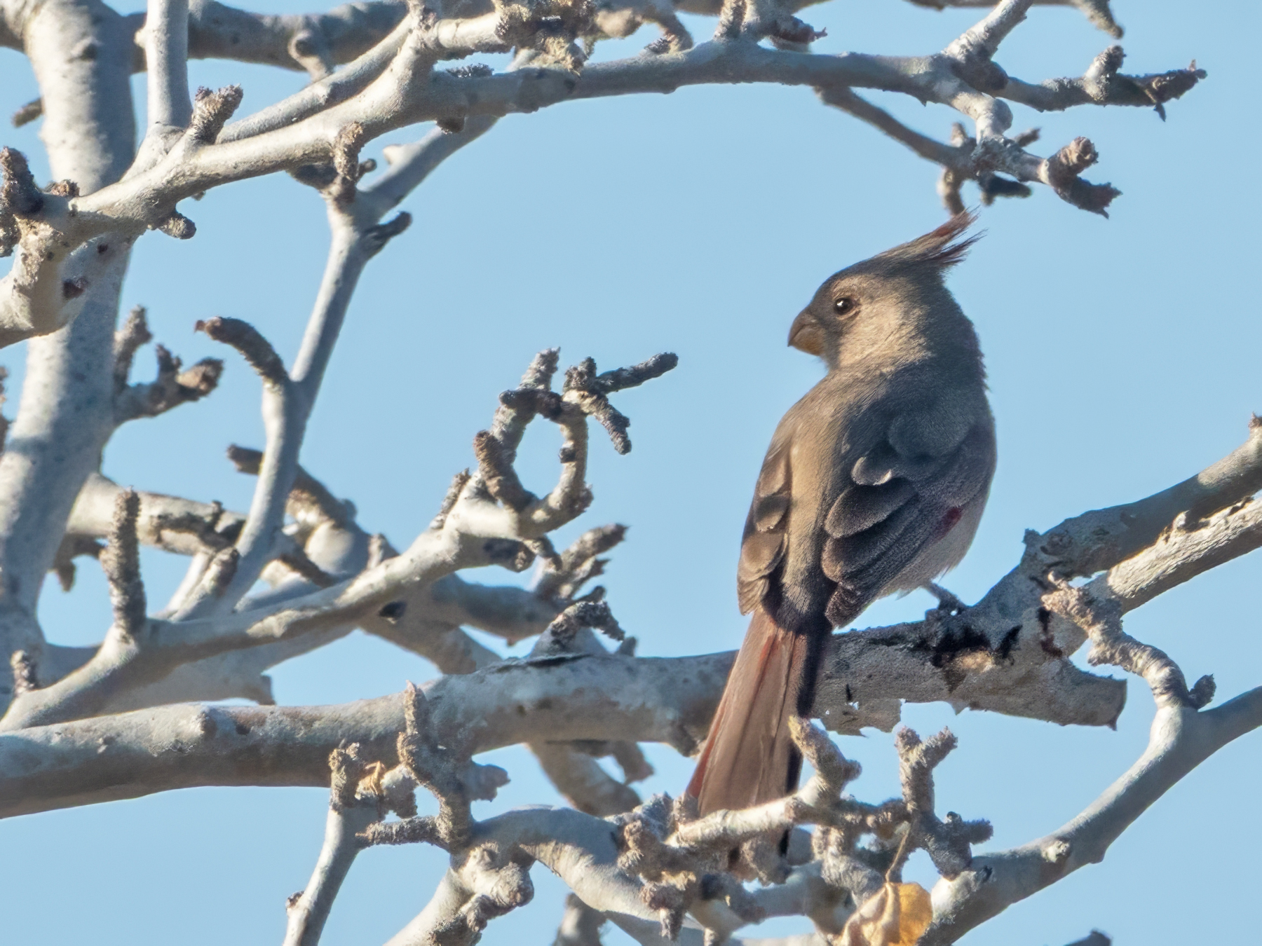 PYRRHULOXIA-1-DSC08646 copy
