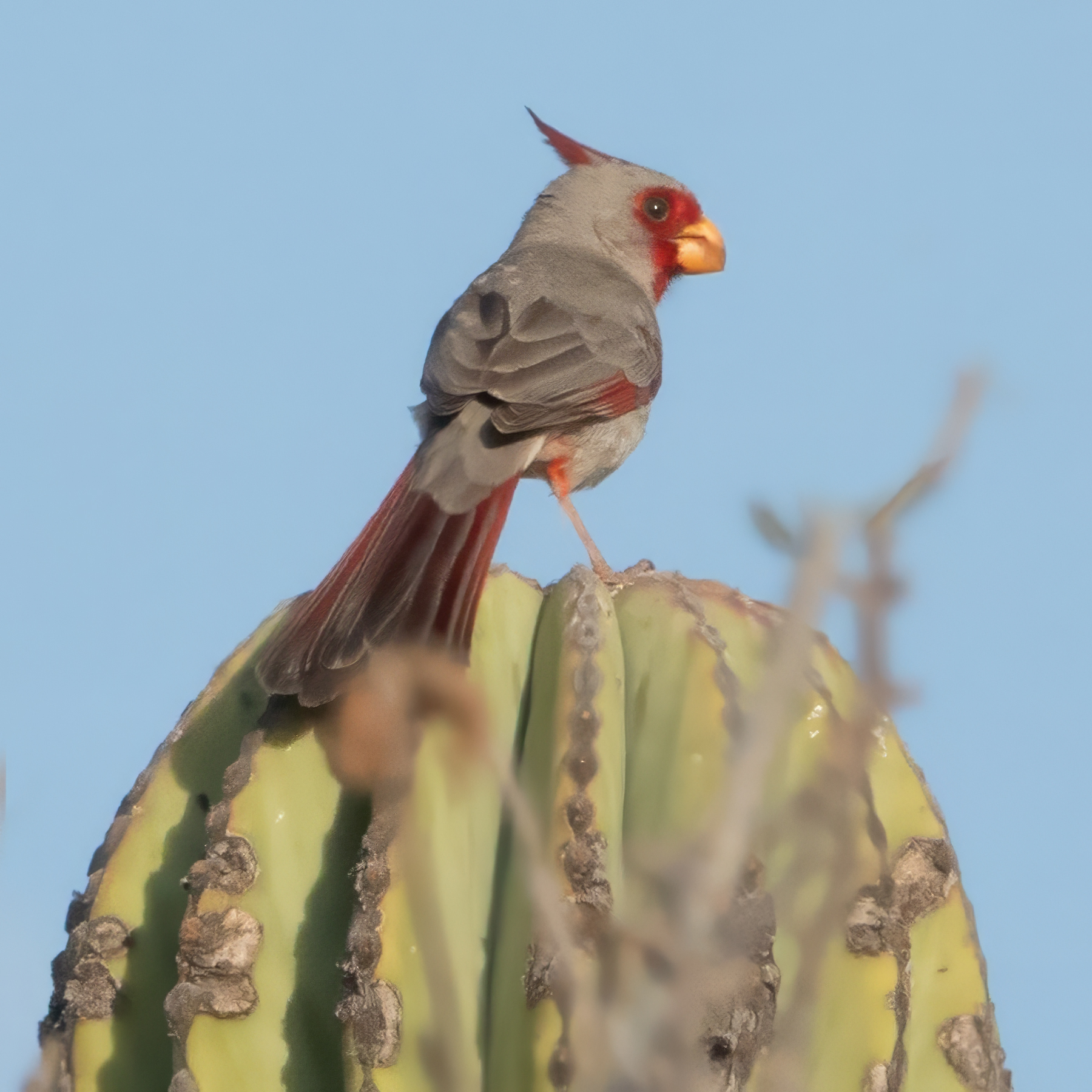 PYRRHULOXIA-2-DSC09920 copy