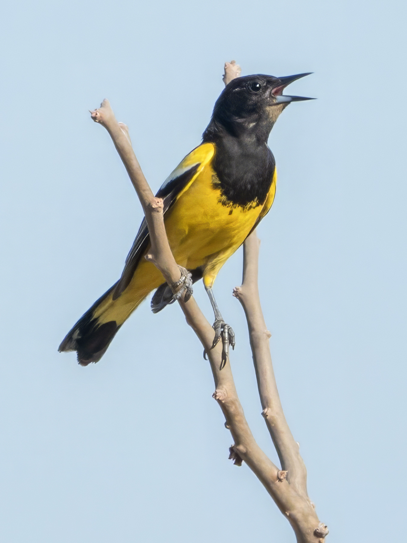 SCOTT’S ORIOLE-1-DSC01291 copy