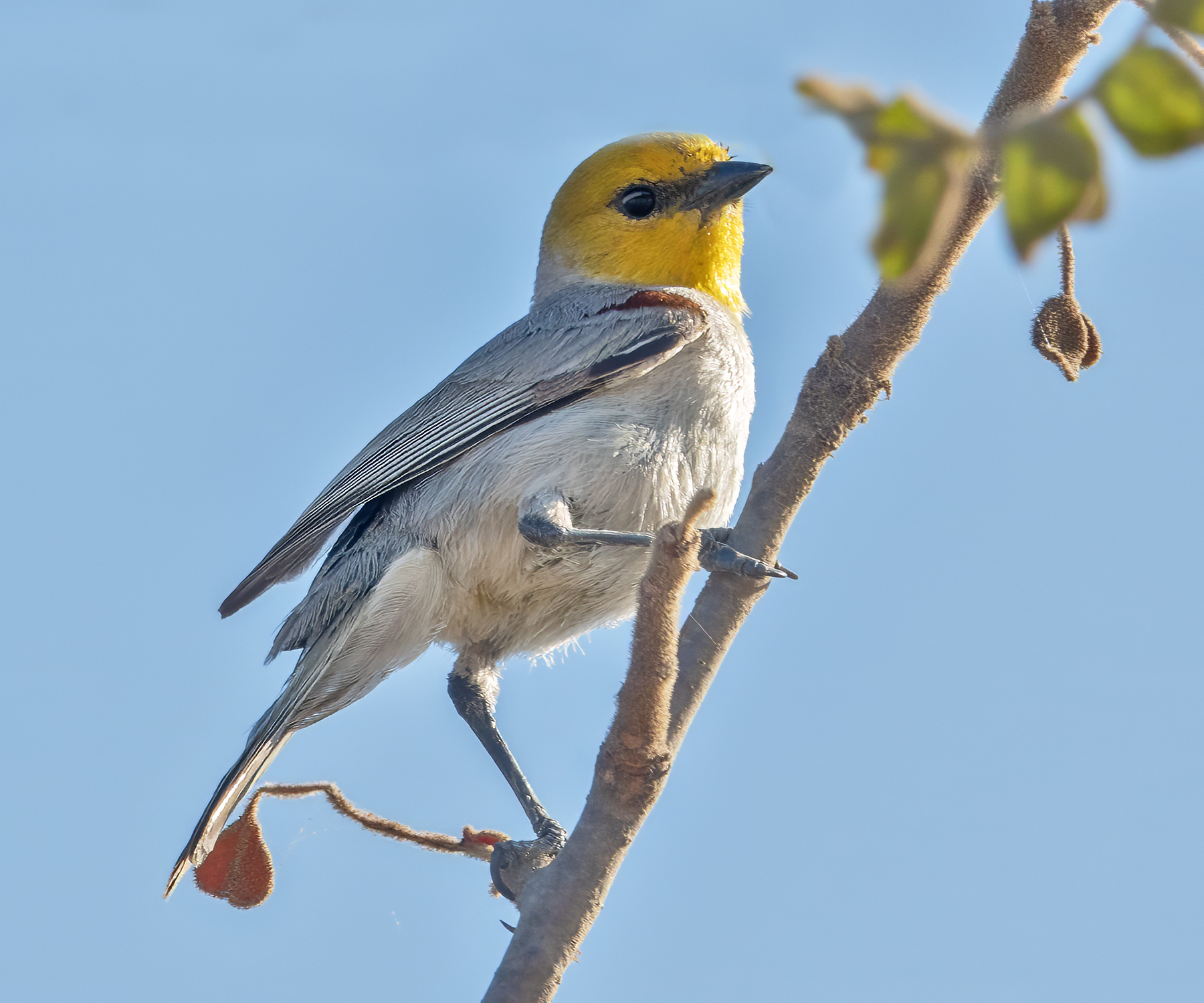 VERDIN-3-DSC08879 copy