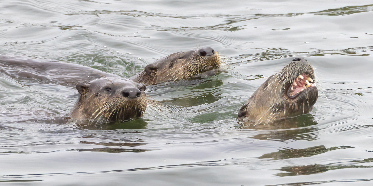 RIVER-OTTER-11-333A1158-WEB