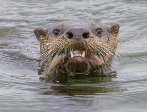 River Otters: The Beautiful Fierceness of Nature