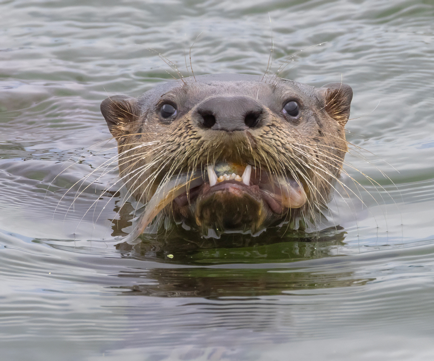 RIVER-OTTER-14-333A1348-WEB