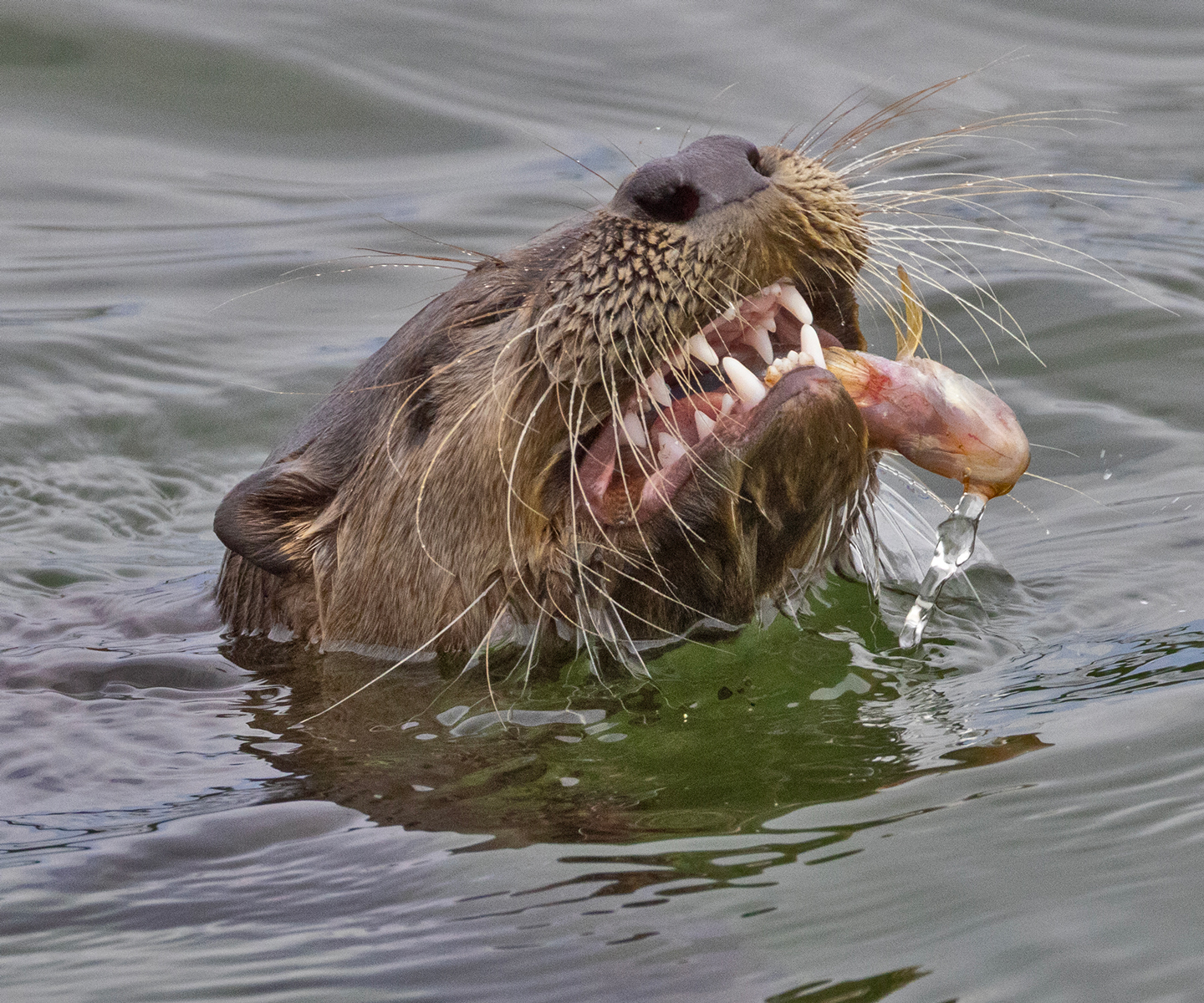 RIVER-OTTER-16-333A1356-WEB