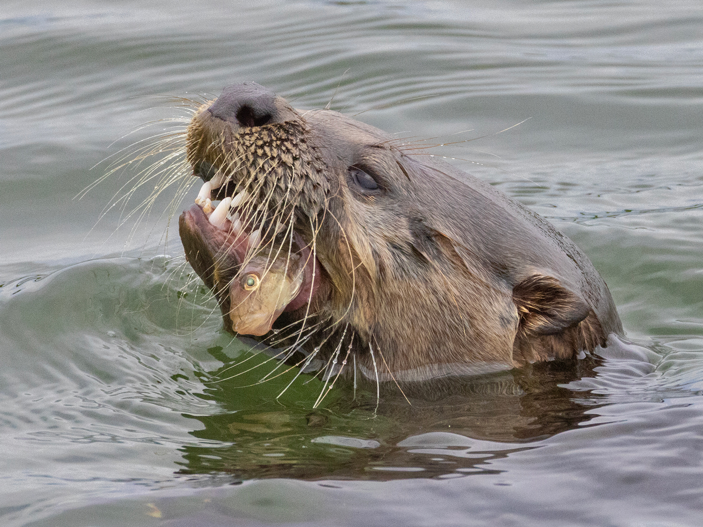 RIVER-OTTER-19-333A1362-WEB