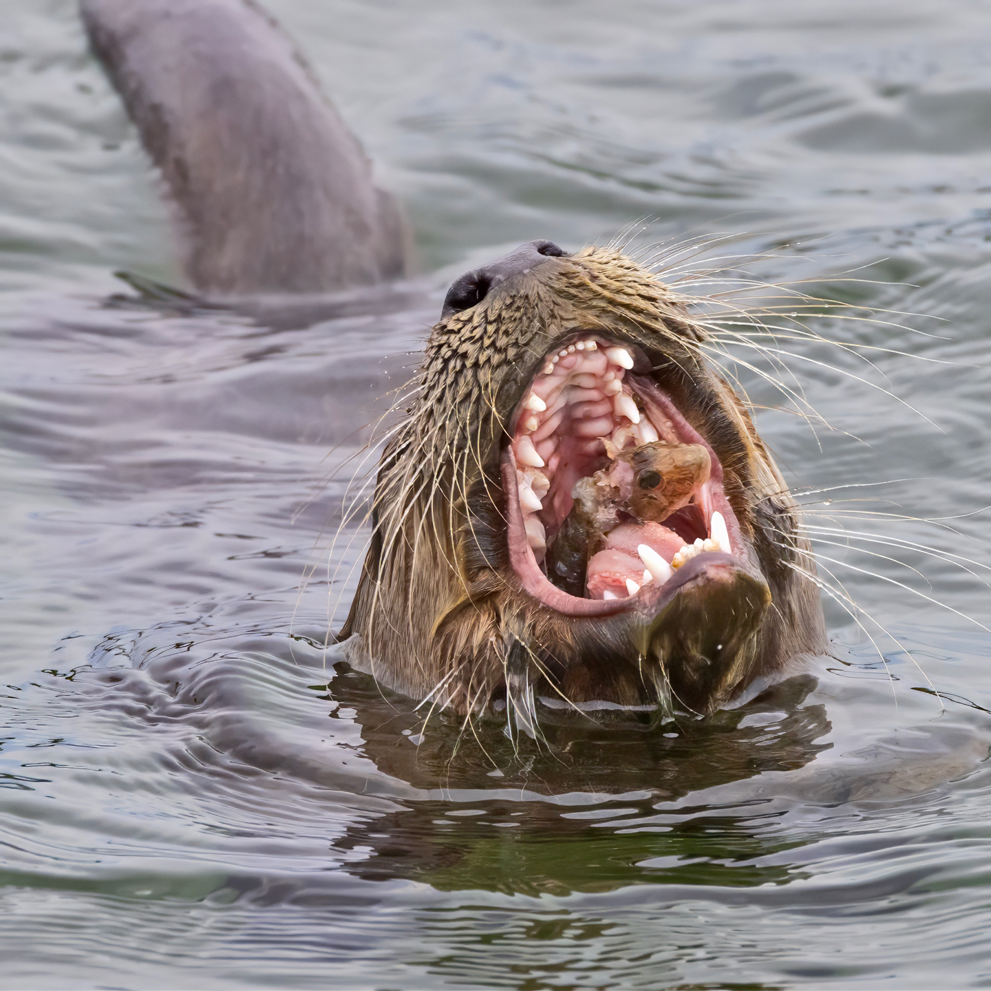 RIVER-OTTER-21-333A1379-WEB