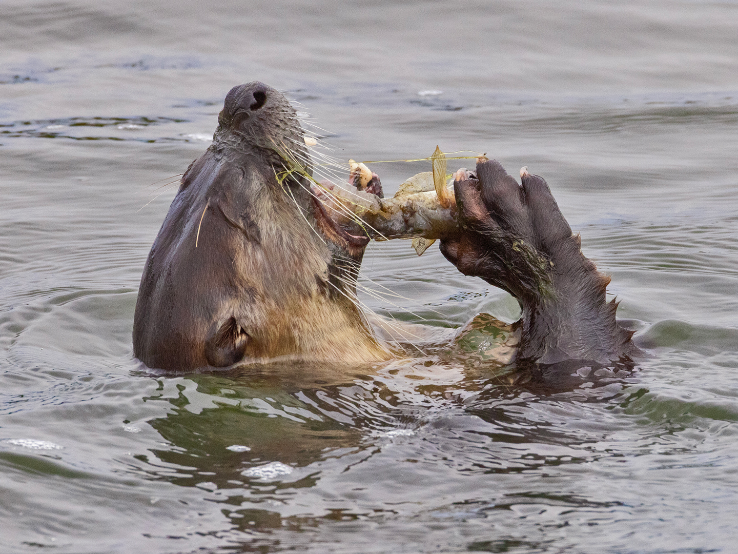 RIVER-OTTER-25-333A1465-WEB