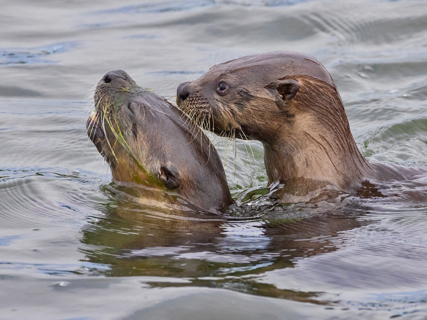 RIVER-OTTER-26-333A1481-WEB