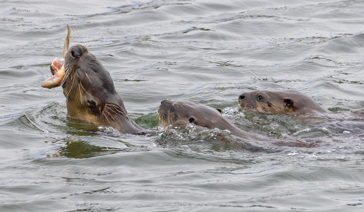 RIVER-OTTER-9-333A1130-WEB