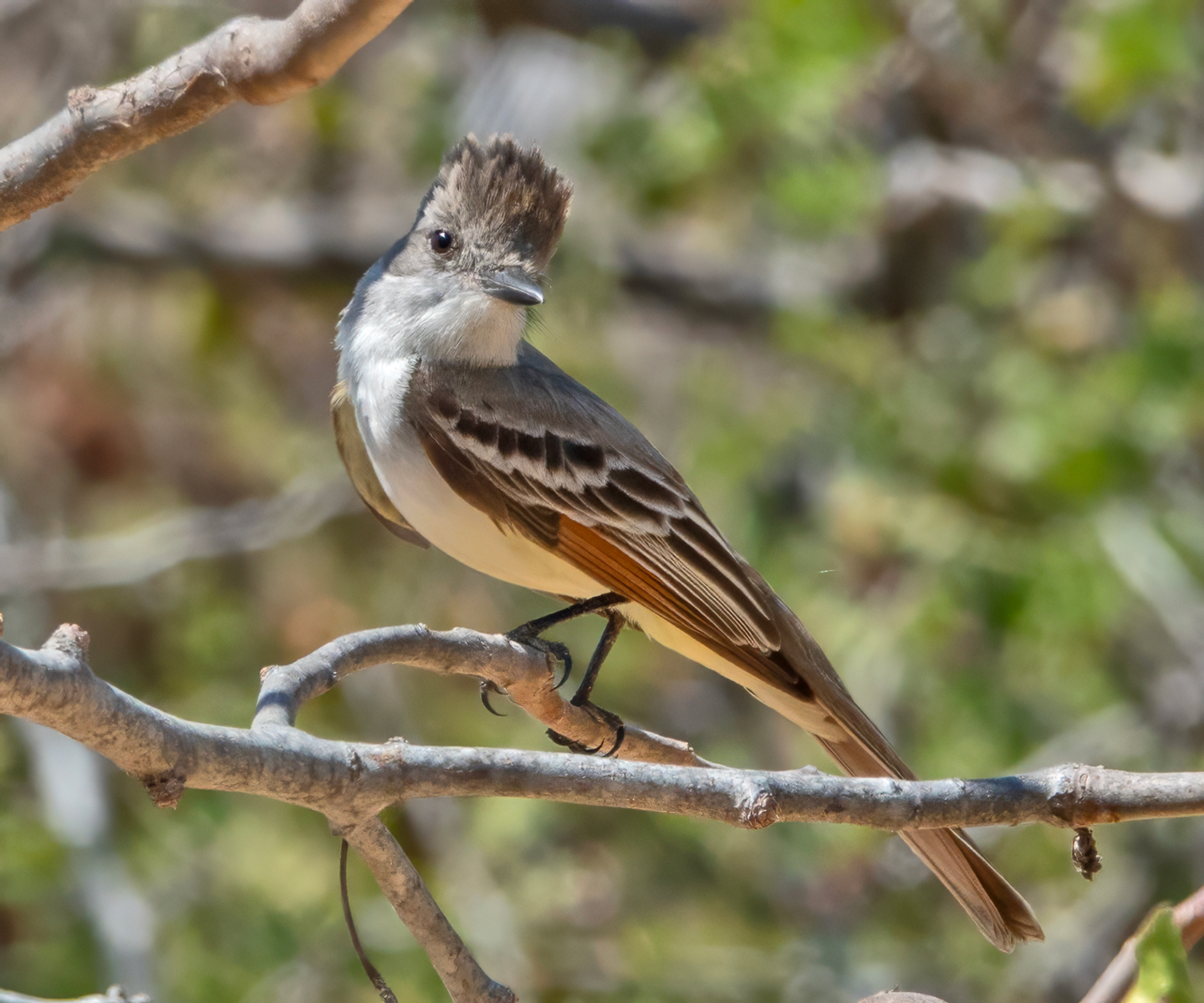 ASH-THROATED-FLYCATCHER-1-DSC09574-copy