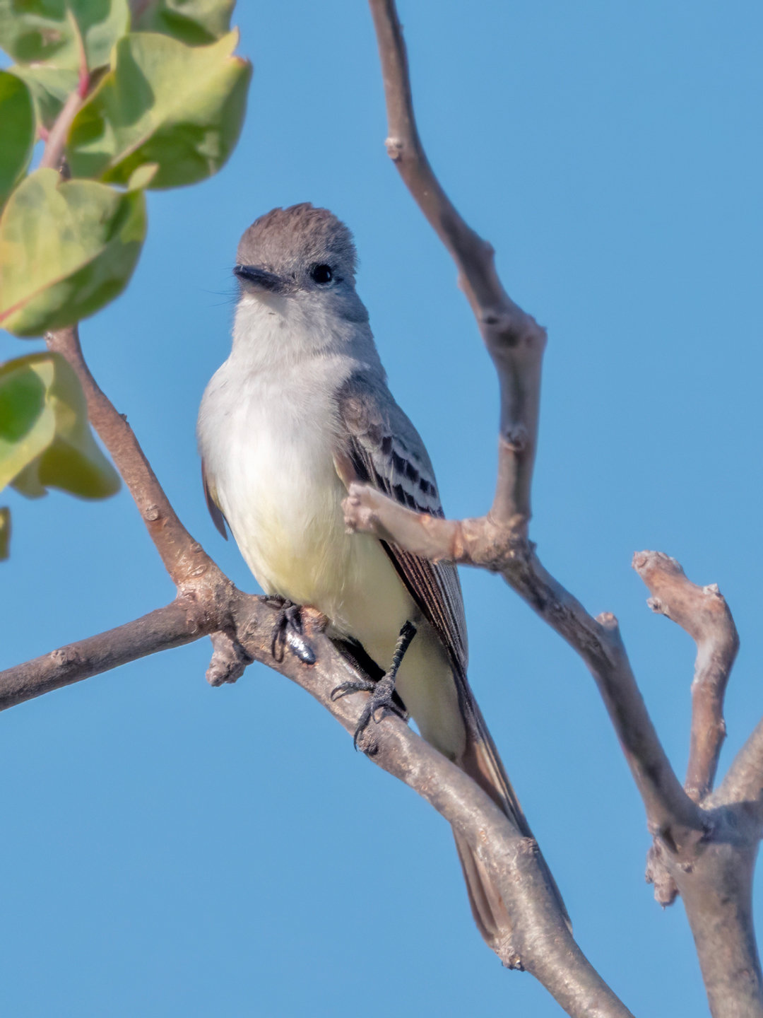 ASH-THROATED-FLYCATCHER-3-DSC01928-WEB