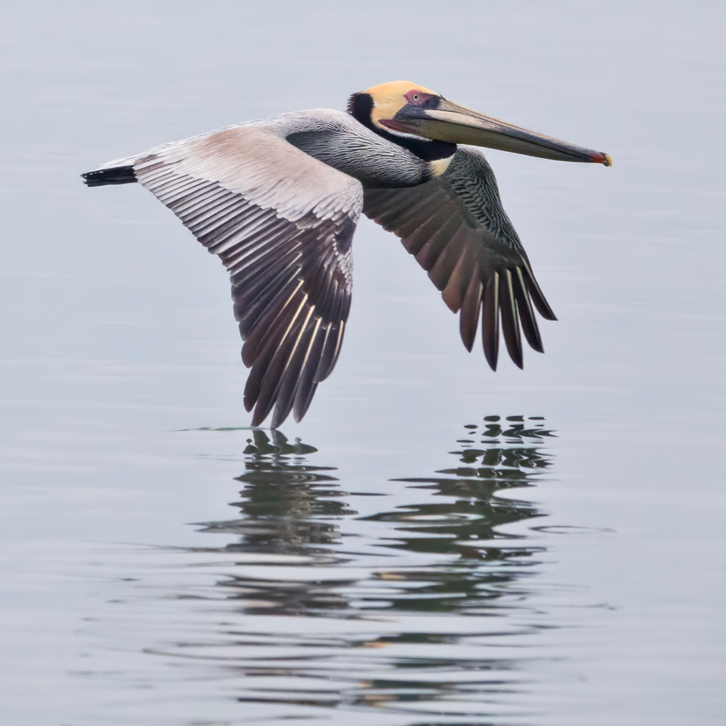 BROWN-PELICAN-2-DSC05976-WEB