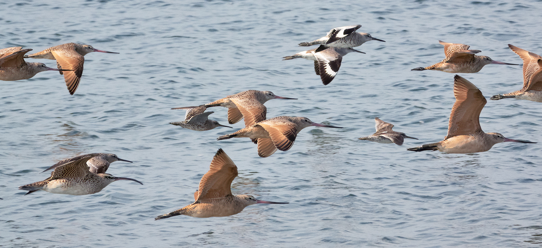 FLYING BIRDS-1-DSC02316 copy