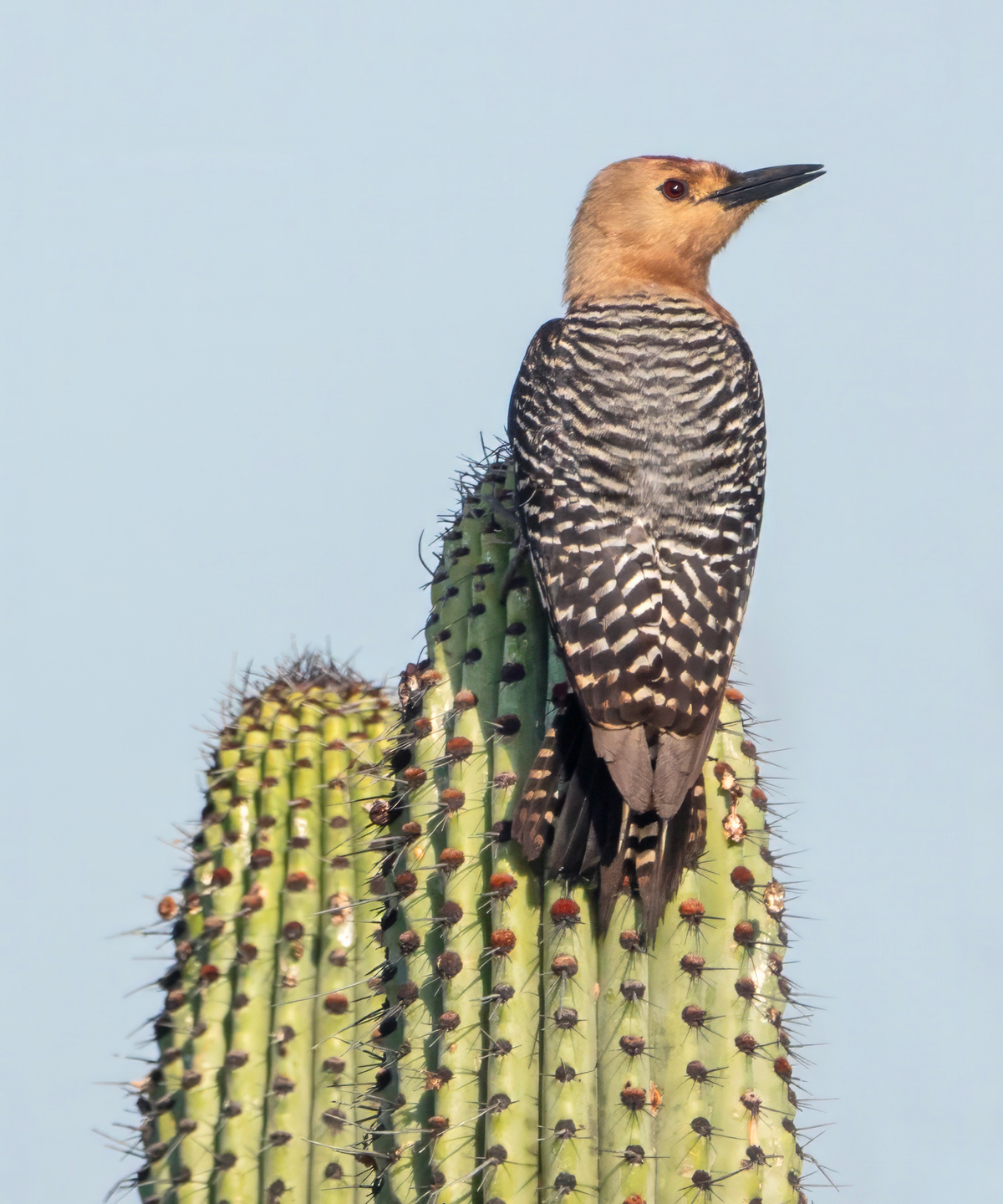 GILA-WOODPECKER-1-DSC00046-WEB