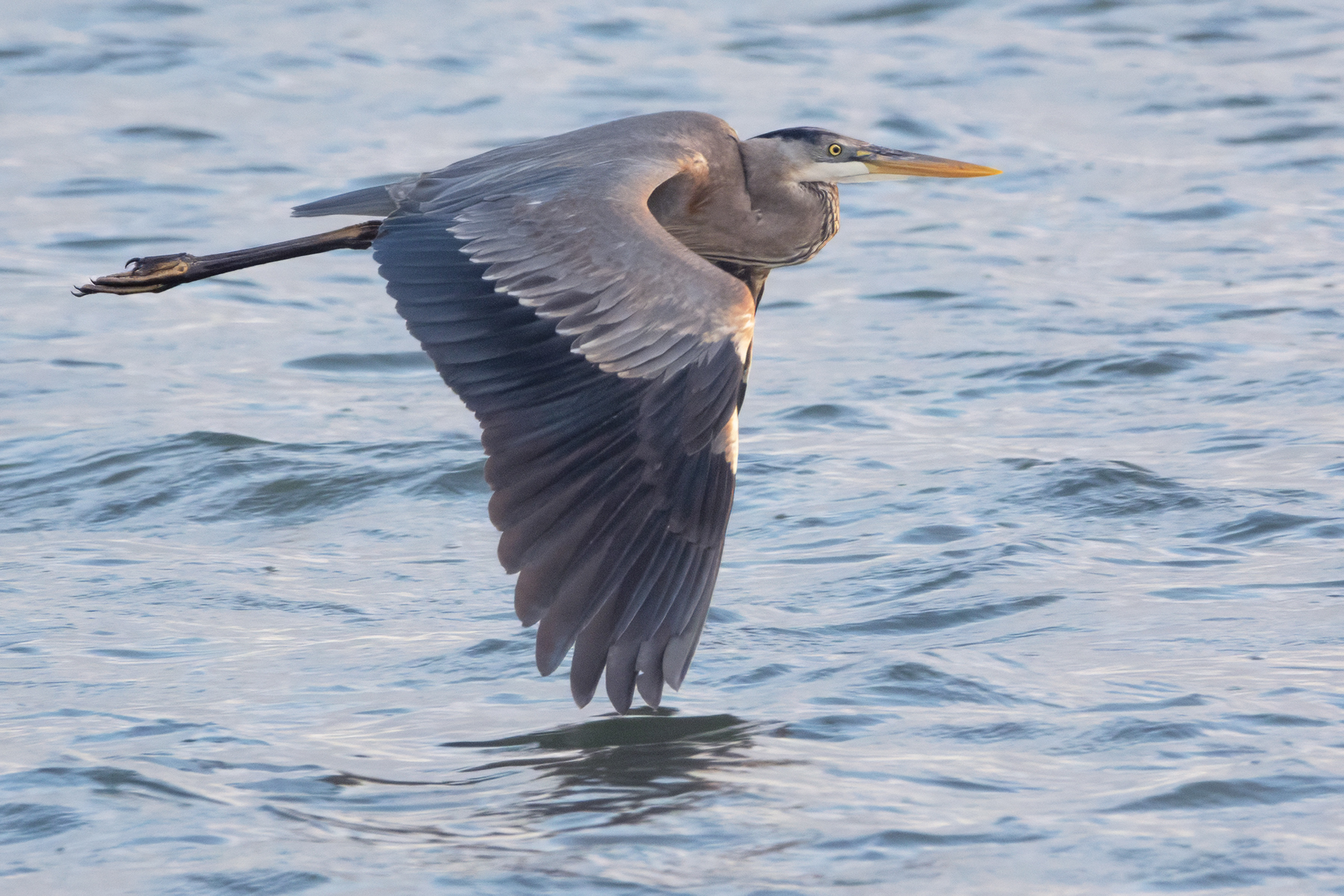 GREAT BLUE HERON-1-DSC04799 copy
