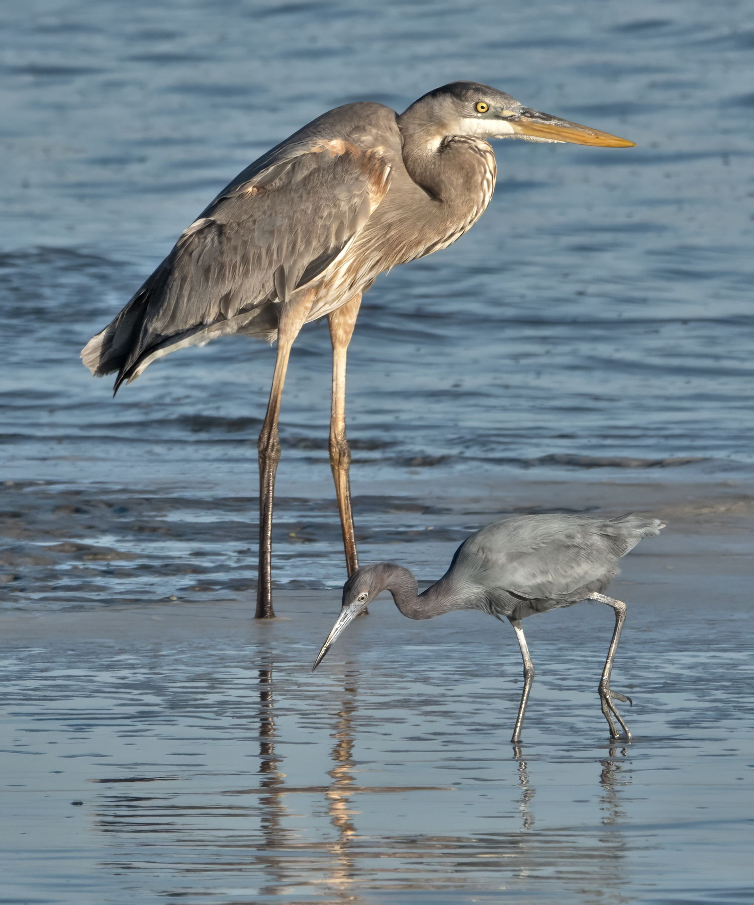 HERONS-1-DSC02837 copy