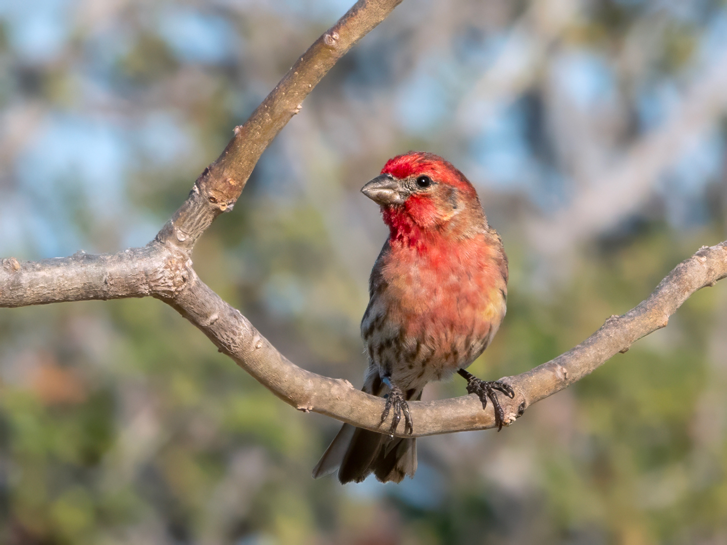 HOUSE-FINCH-1-DSC01219-WEB