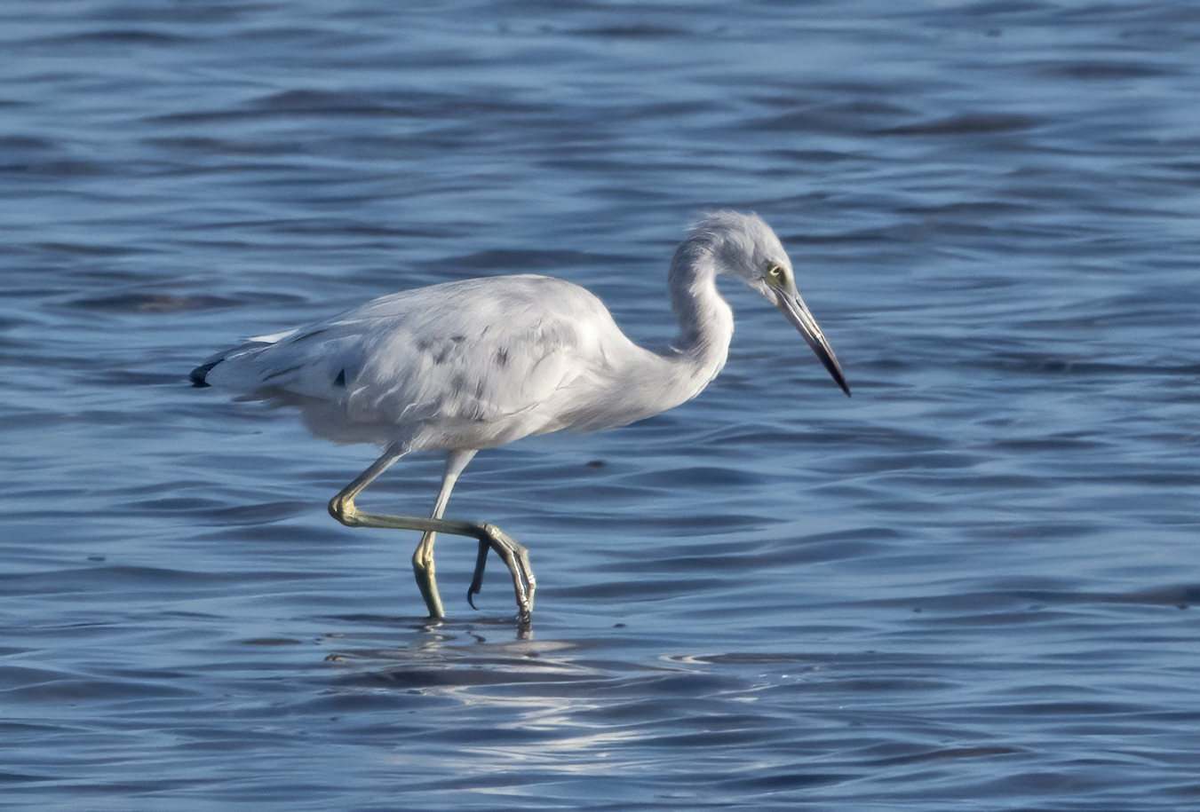 LITTLE BLUE HERON-1-DSC02124 copy