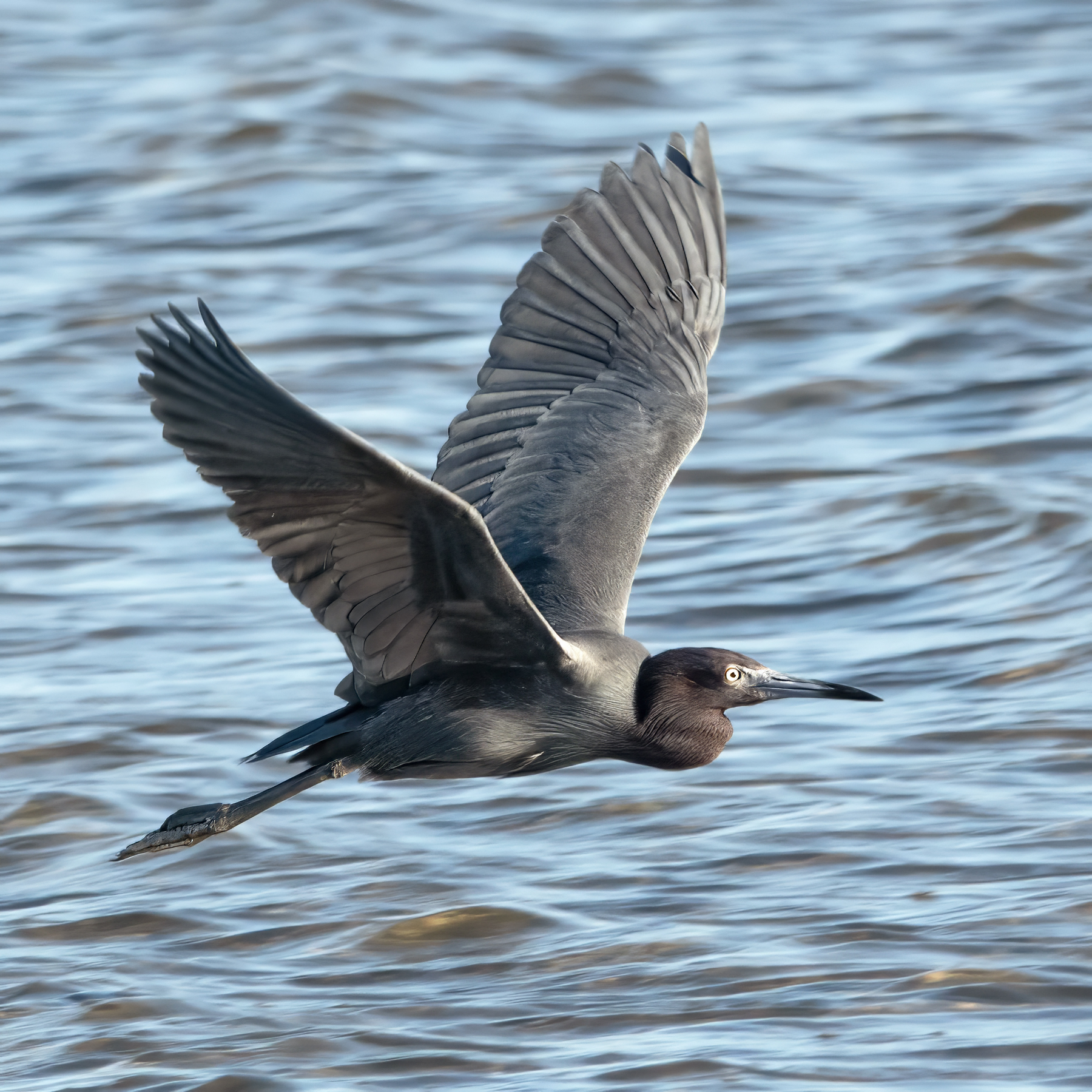 LITTLE BLUE HERON-1-DSC02857 copy
