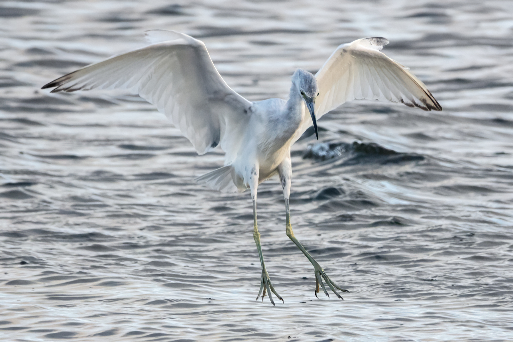 LITTLE BLUE HERON-5-DSC04695 copy