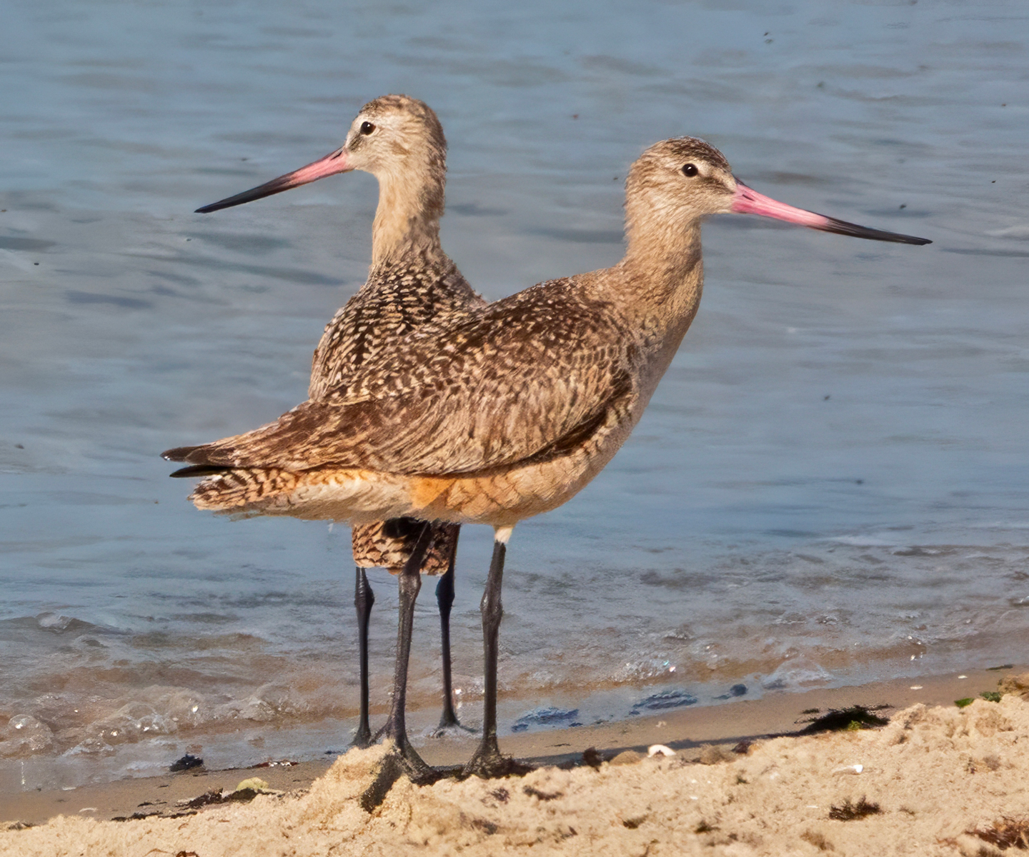 MARBLED-GODWIT-1-DSC02360-WEB