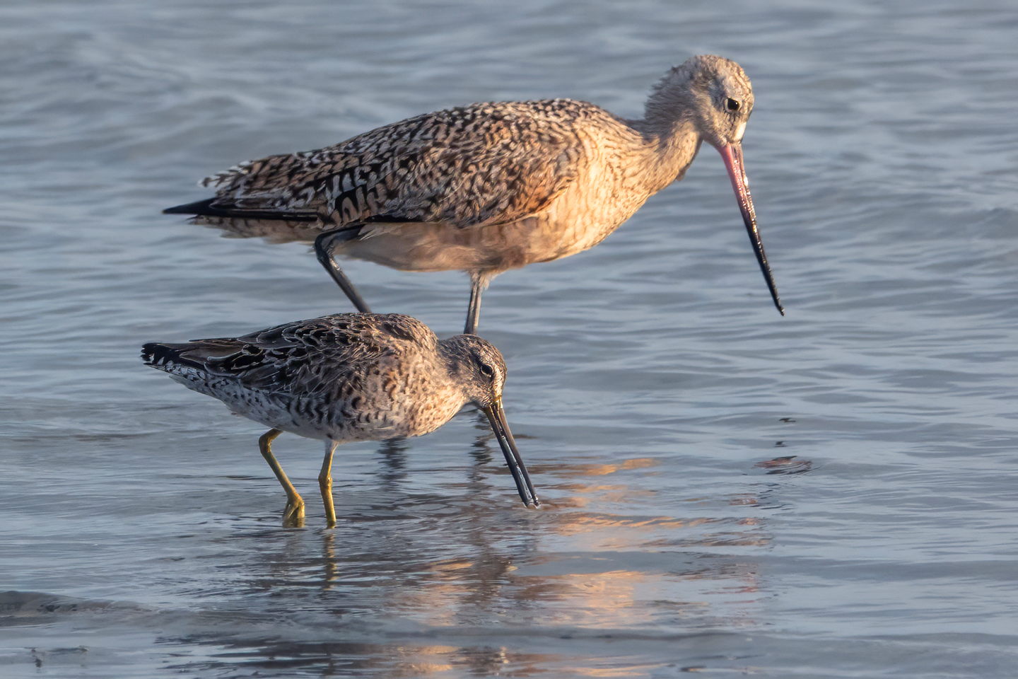 MARBLED-GODWIT-1-DSC04615-WEB