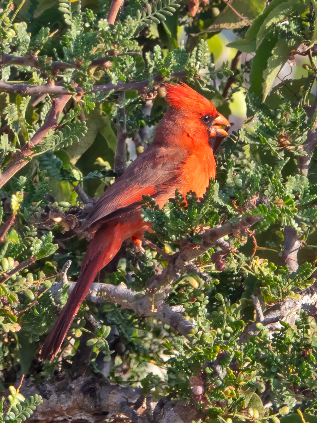 NORTHERN-CARDINAL-1-DSC00996-WEB