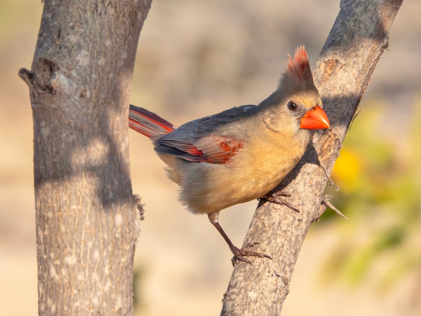 NORTHERN-CARDINAL-4-DSC01057-WEB