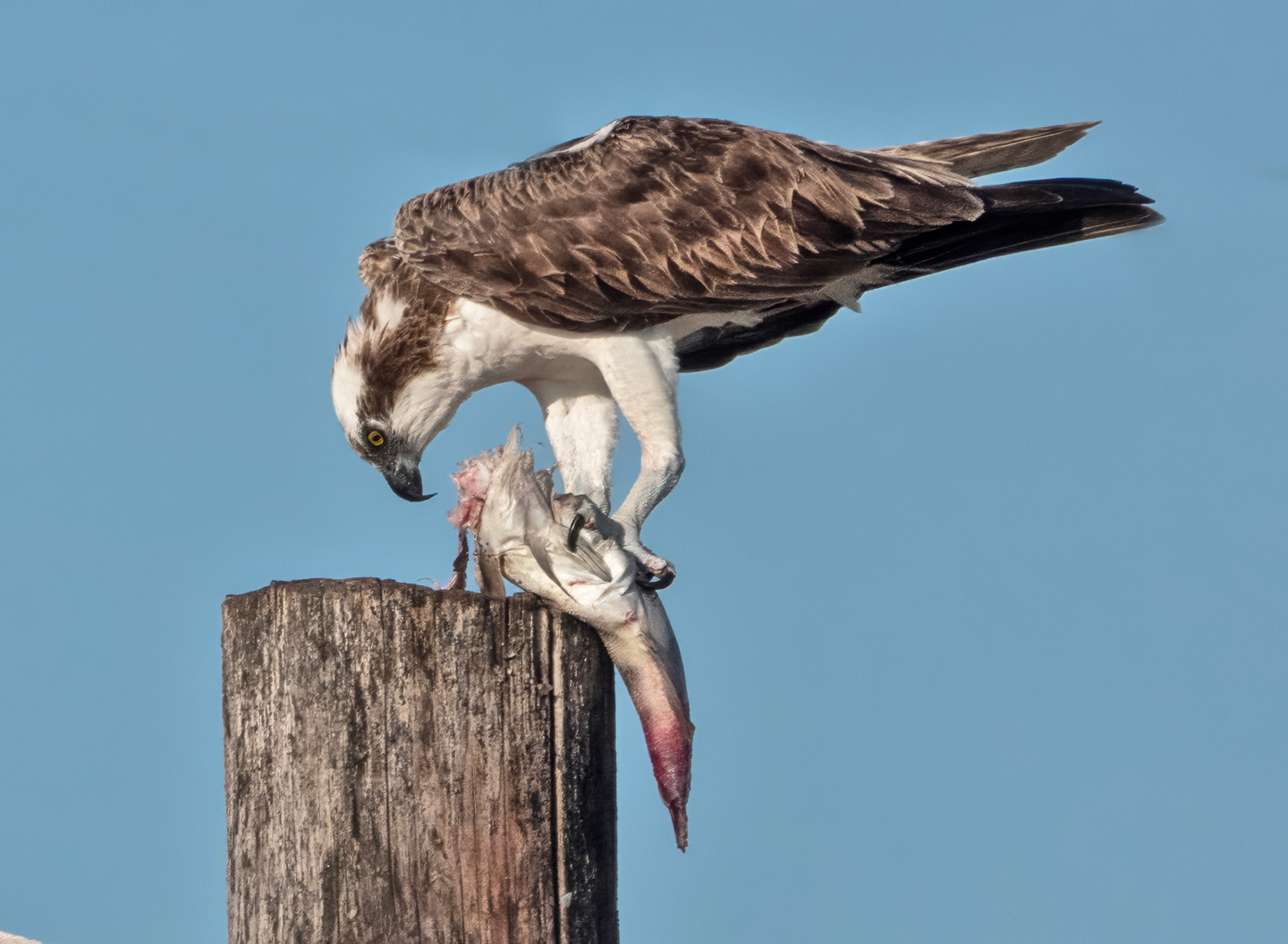 OSPREY-1-DSC02205-WEB