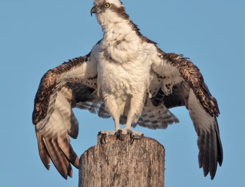 We Just Call Them Birds