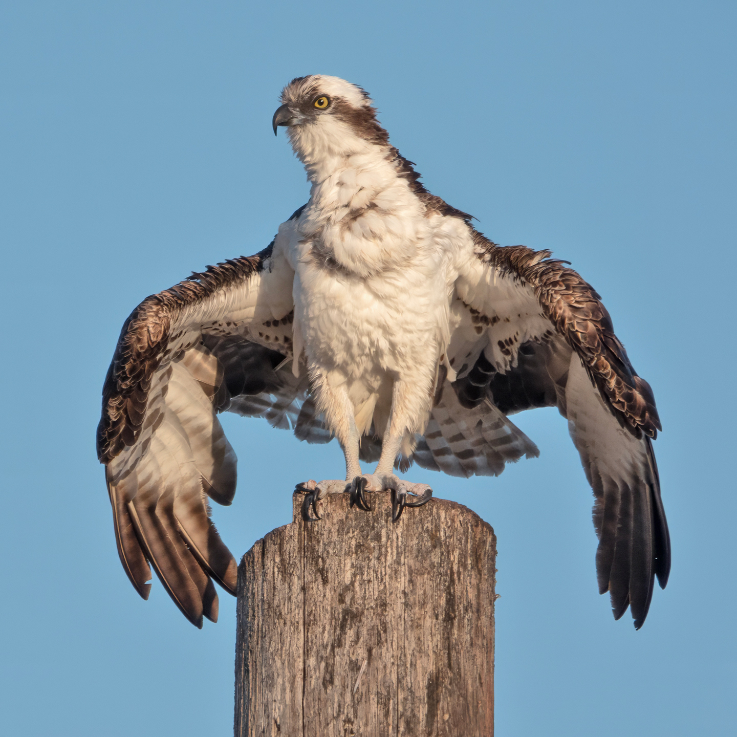 OSPREY-1-DSC02978-WEB