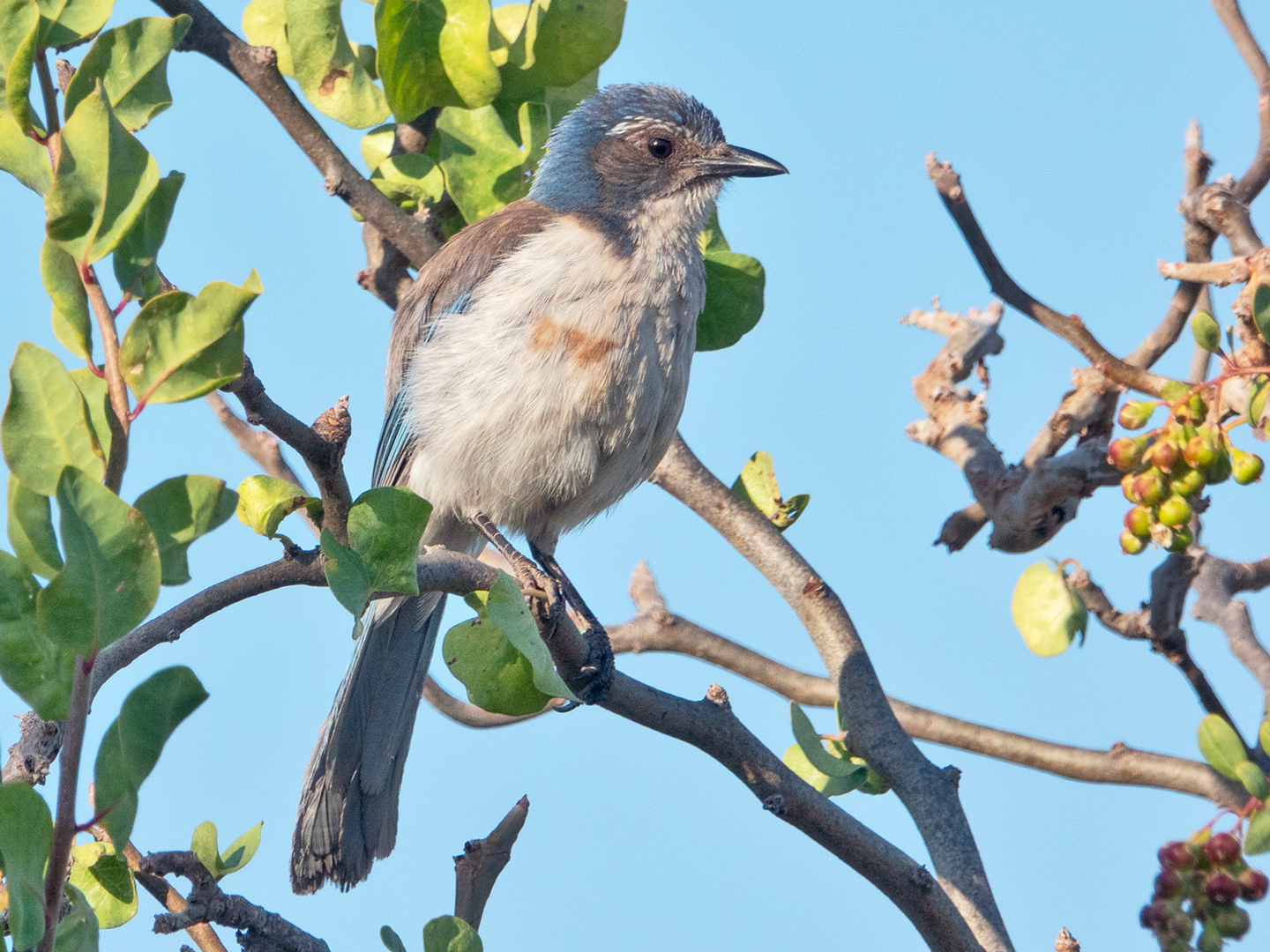 SCRUB-JAY-1-DSC07513-WEB