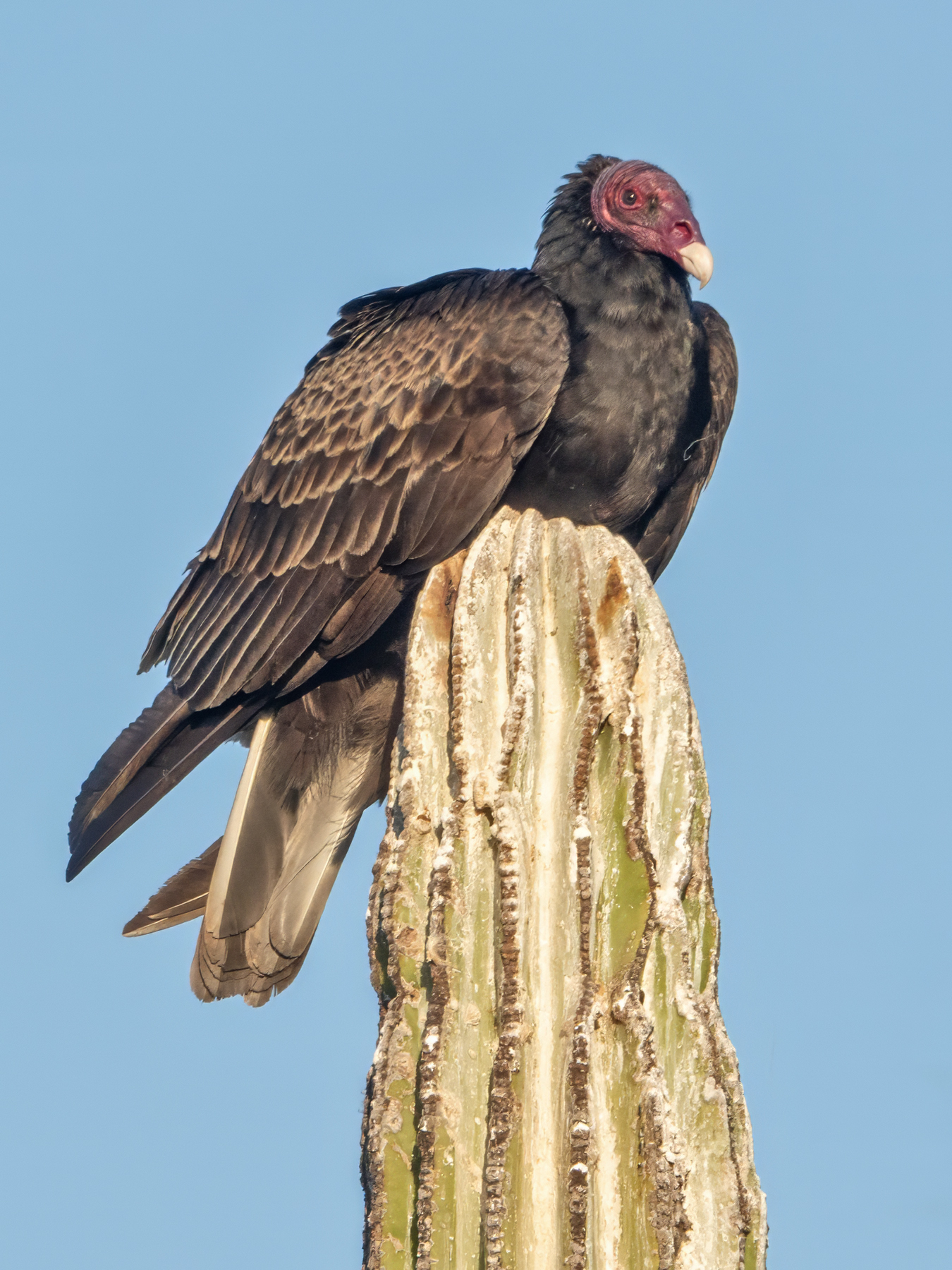 TURKEY VULTURE-1-DSC08344 copy