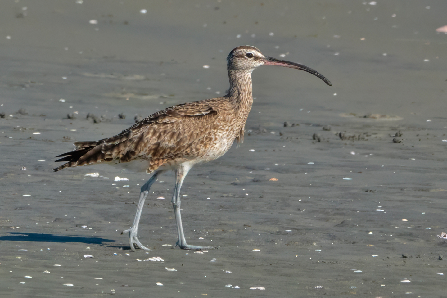 WHIMBREL-2-DSC05130-WEB