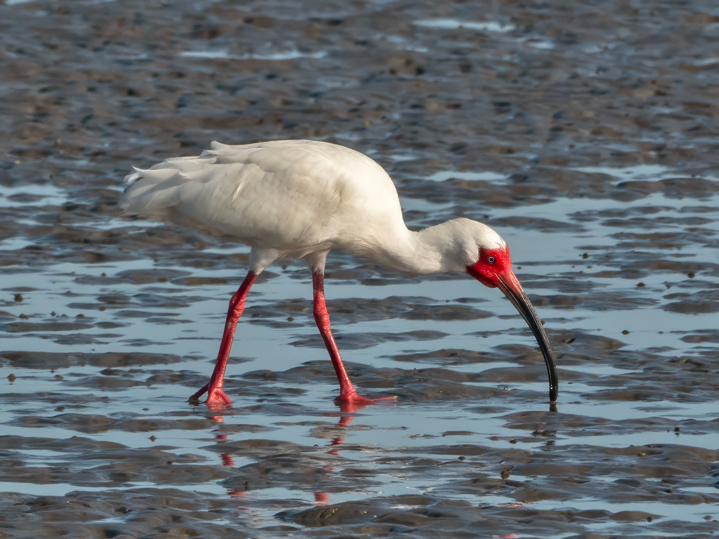 WHITE-IBIS-1-DSC05776-WEB