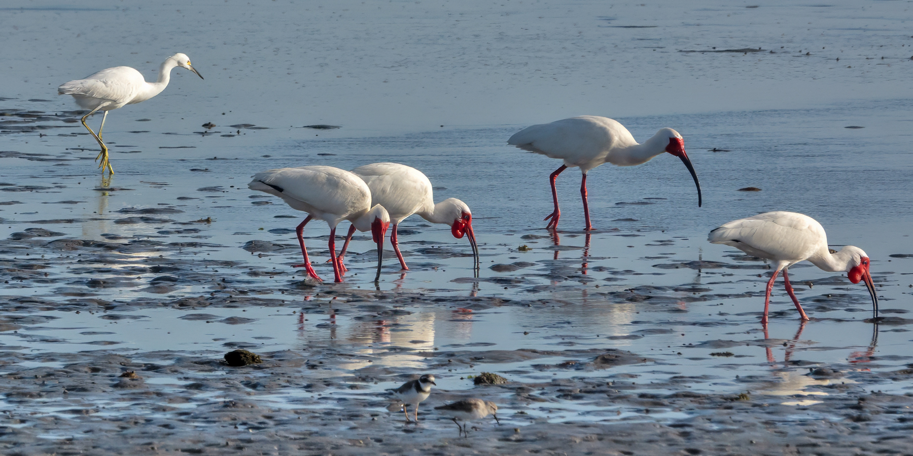 WHITE IBIS-3-DSC05882 copy