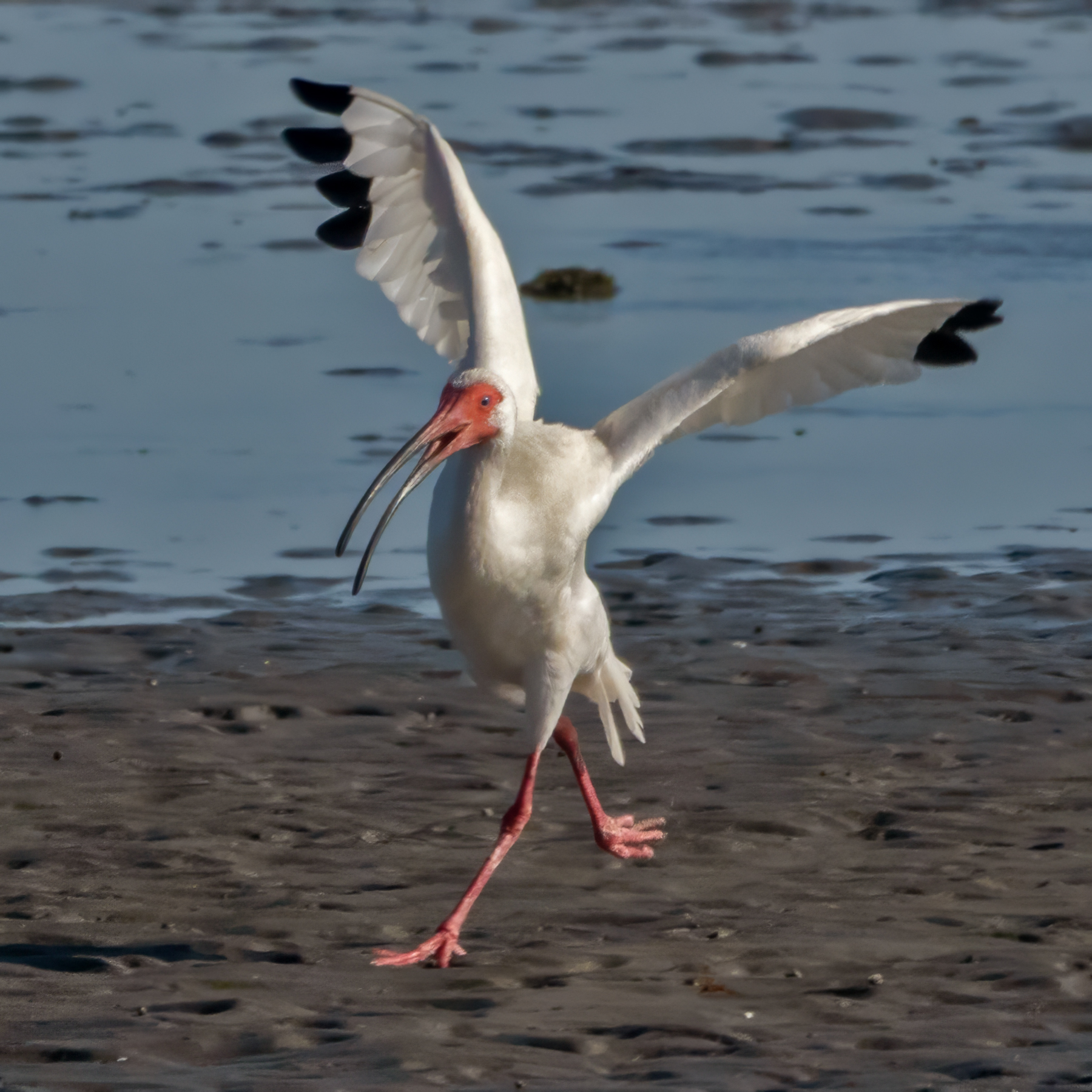 WHITE IBIS-6-DSC05323 copy