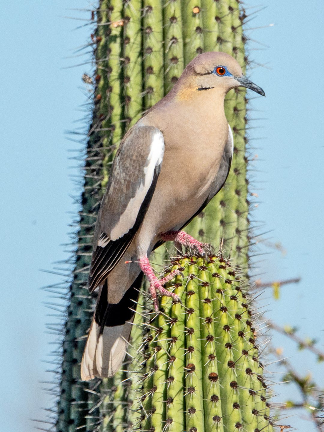 WHITE-WINGED-DOVE-1-DSC09084-WEB